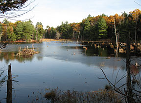 A view of Pearson wetland.